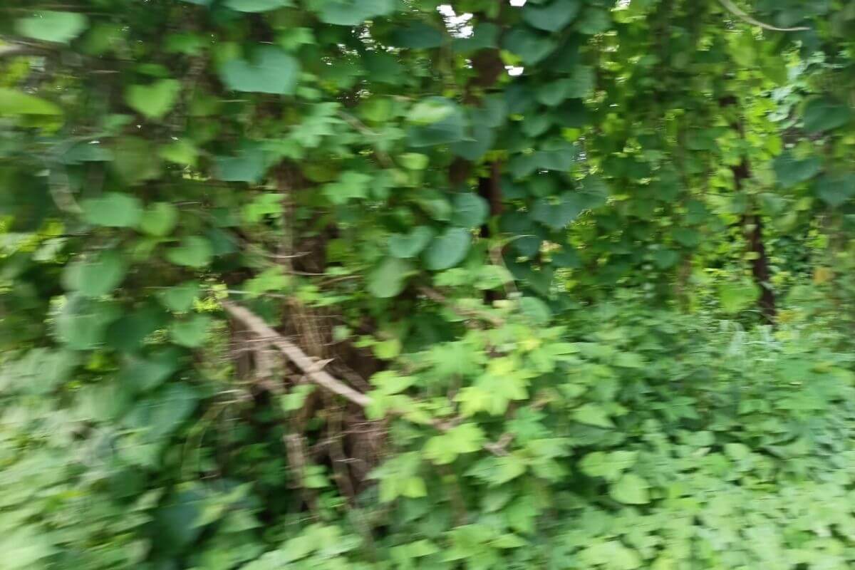 103-guntha-land-for-sale-in-munawali