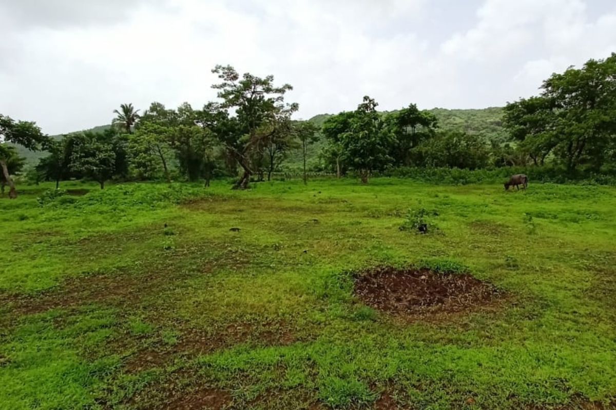 11-acre-plot-for-sale-at-alibaug 