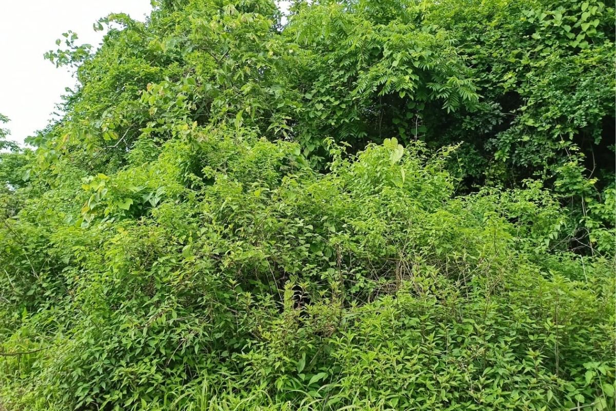 12-acre-plot-for-sale-in-alibaug