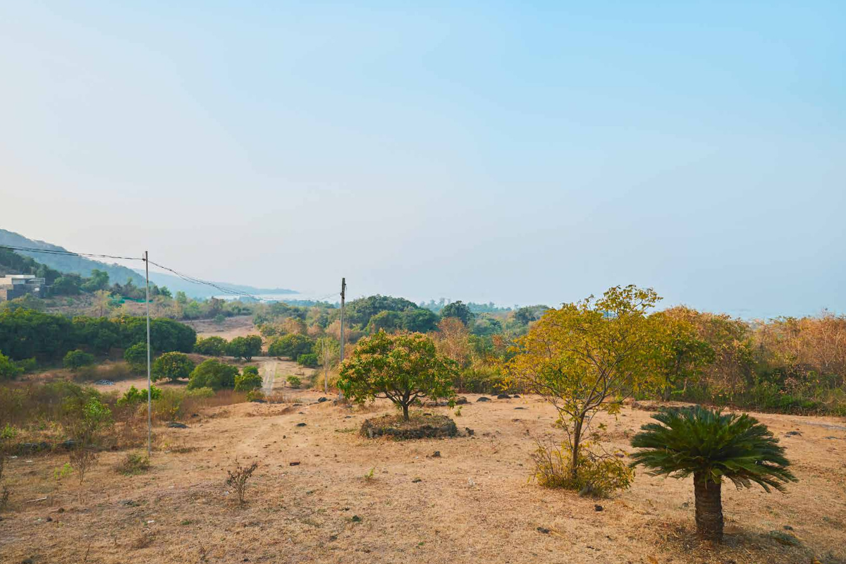 mango-farms-for-sale-2