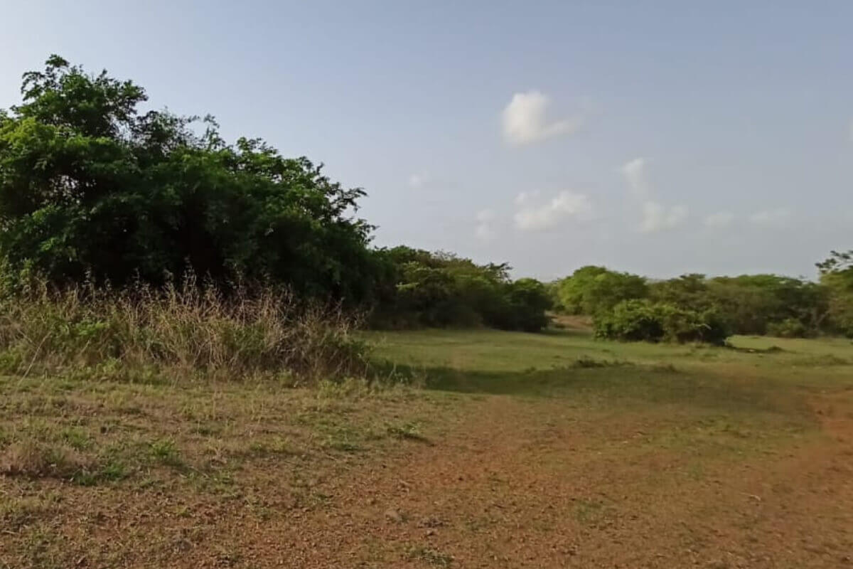 17-acre-plot-for-sale-in-alibaug-saral