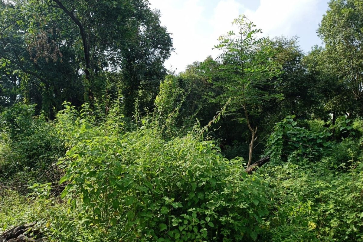 16_guntha_plot_for_sale_at_alibaug