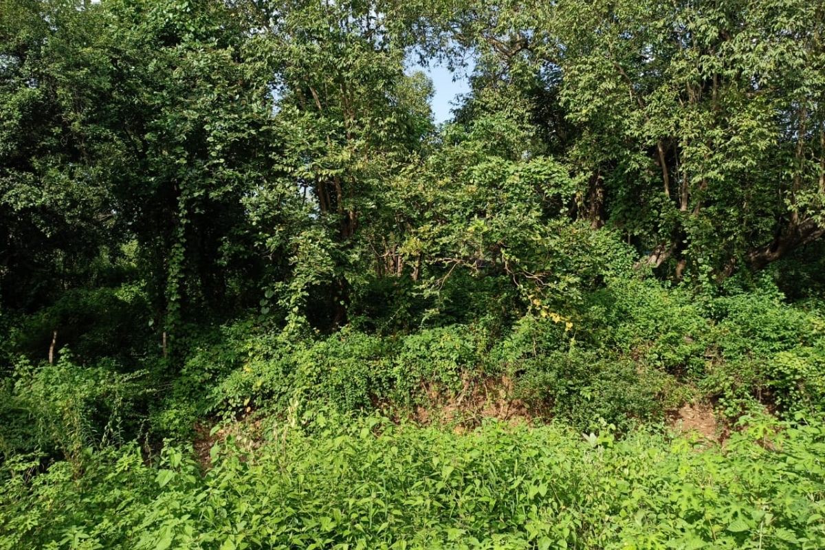 property_for_sale_in_alibaug_18_guntha