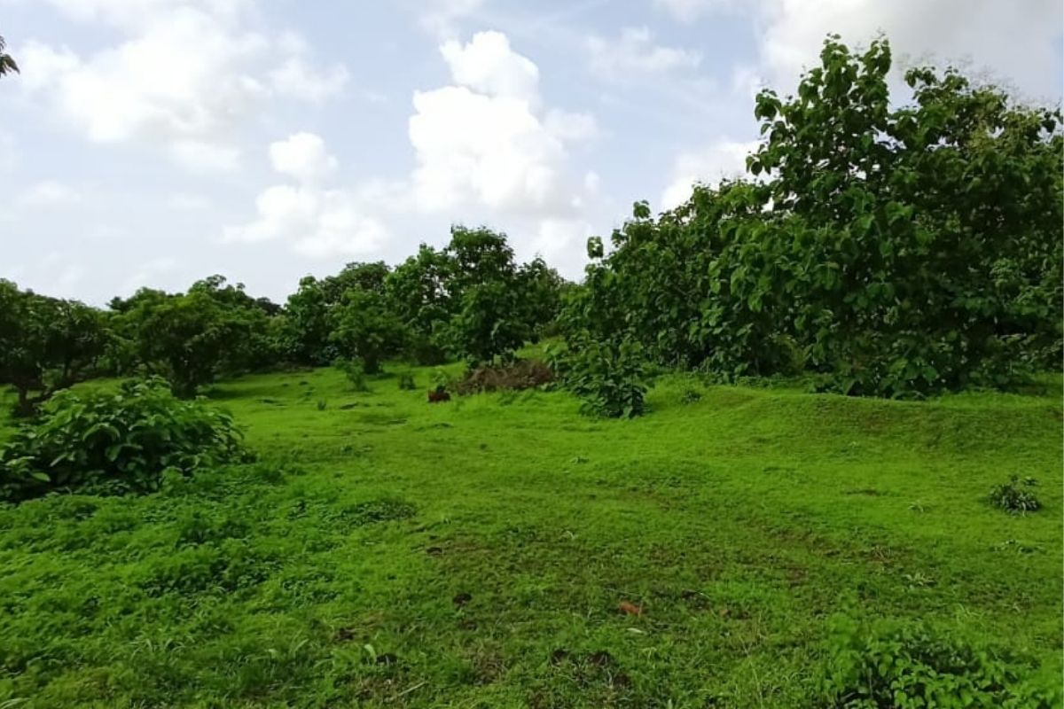 25-acre-plot-for-sale-at-alibaug