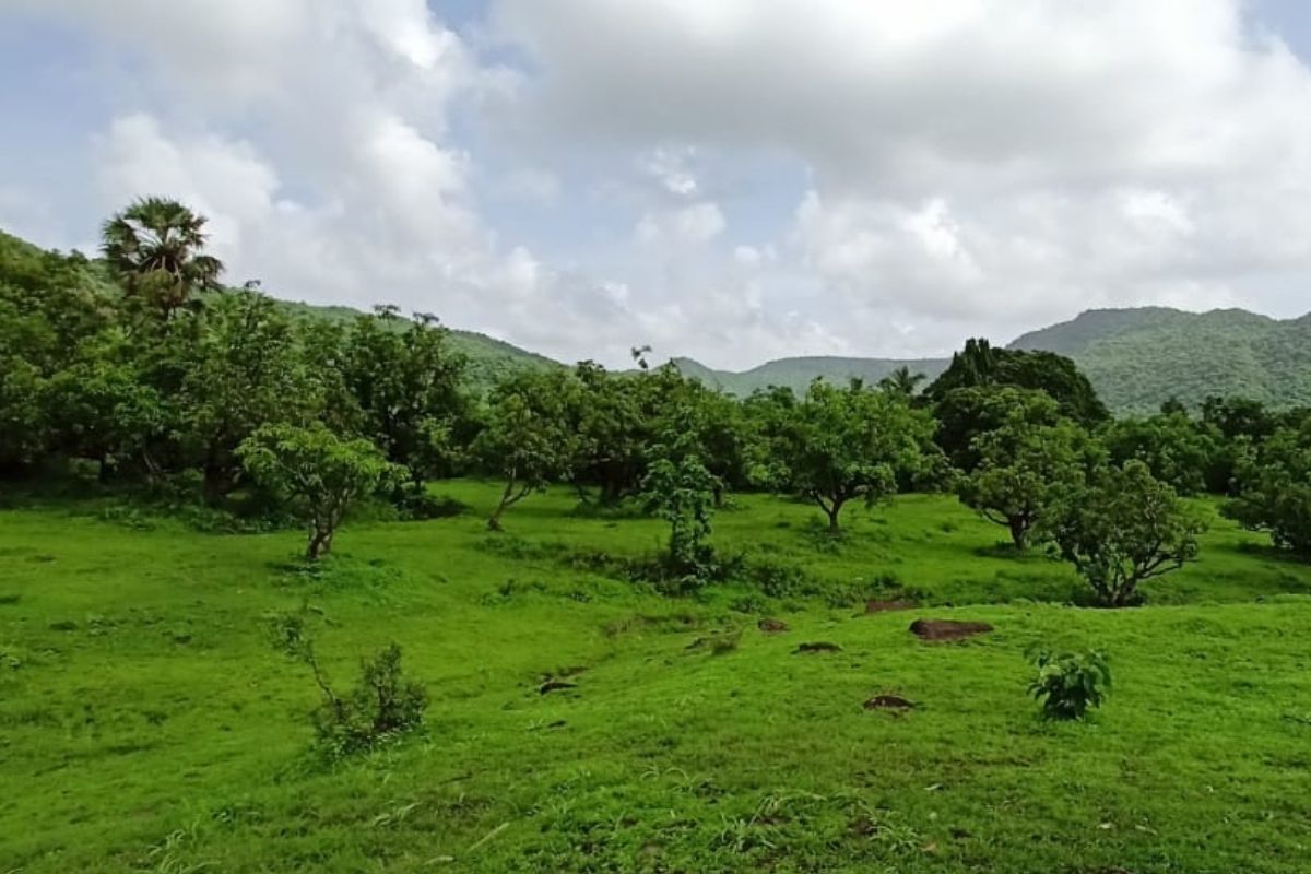 sea-view-property-for-sale-alibaug-25-acre