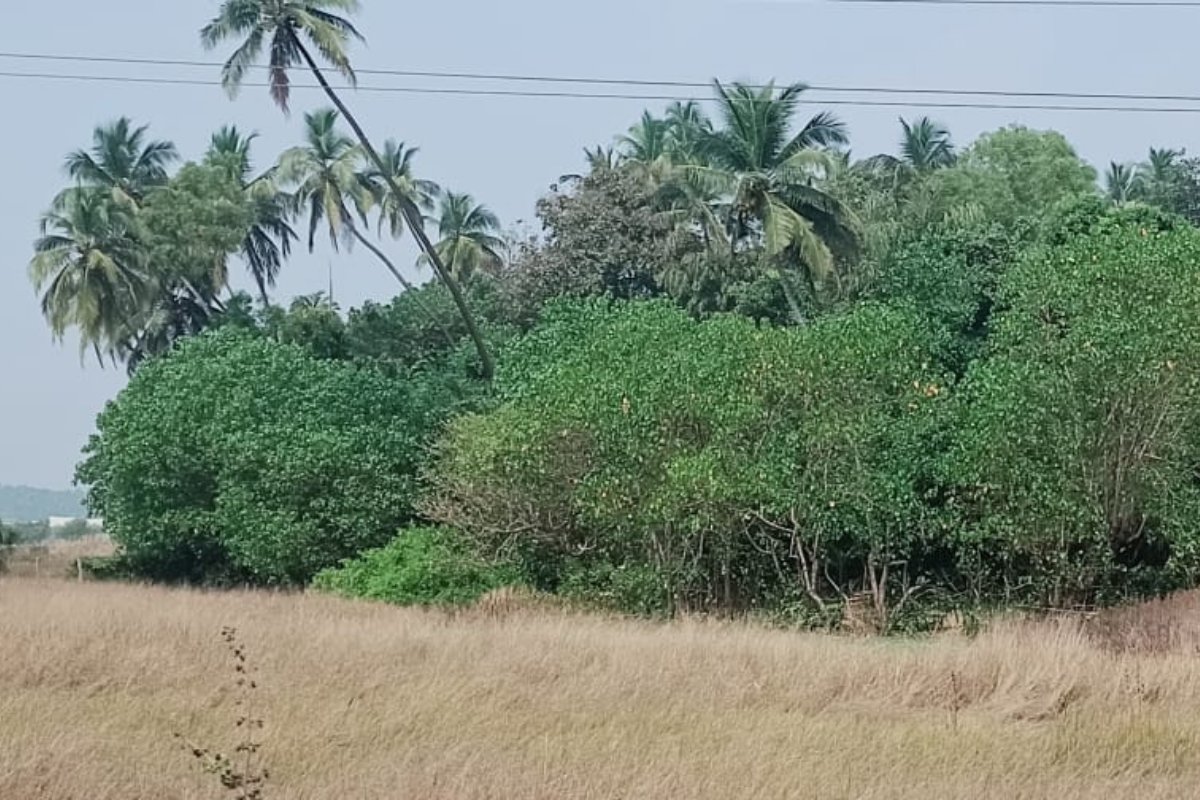 plot-for-sale-in-alibaug-28-guntha-hiranandani