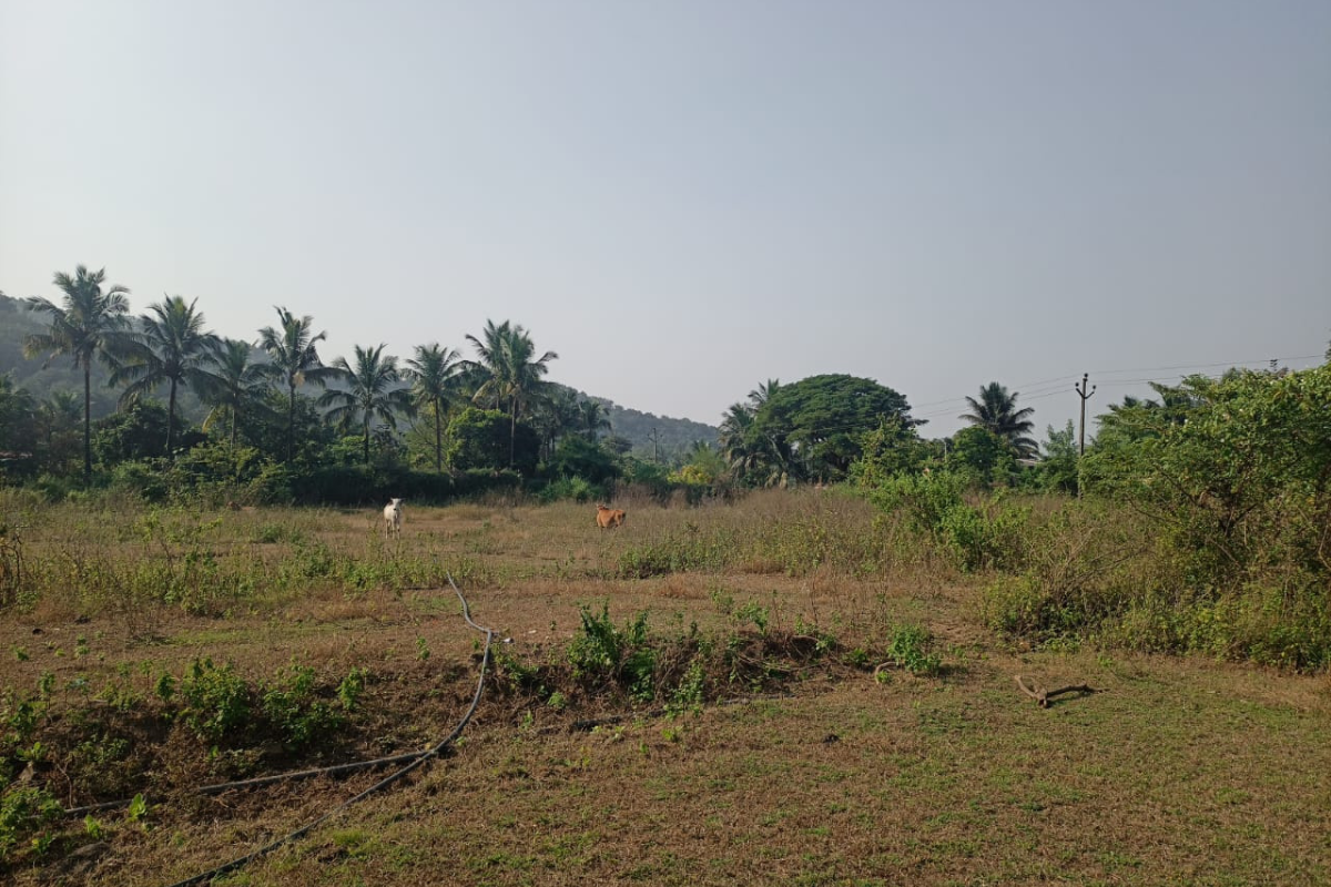 plot-for-sale-5-Acre.