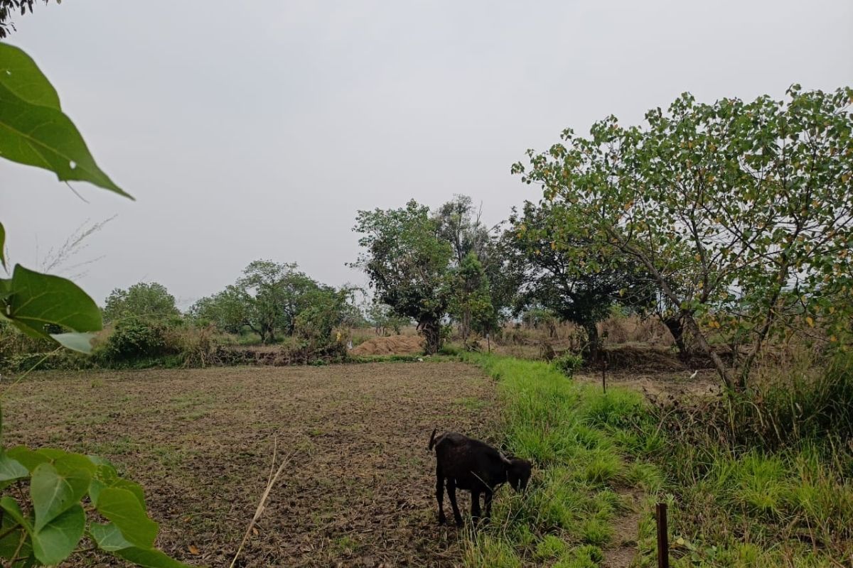 5-acre-land-for-sale-chaul