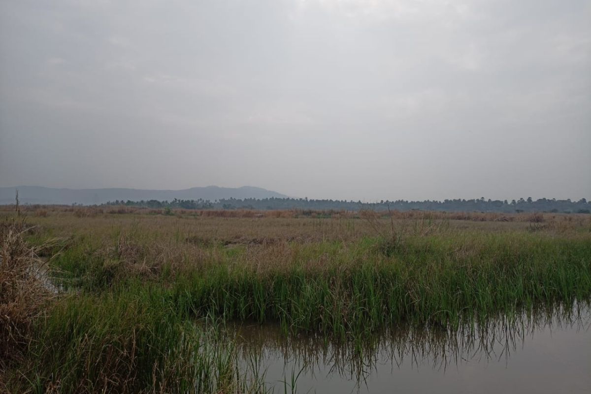 plot-for-sale-5-Acre-at-alibaug