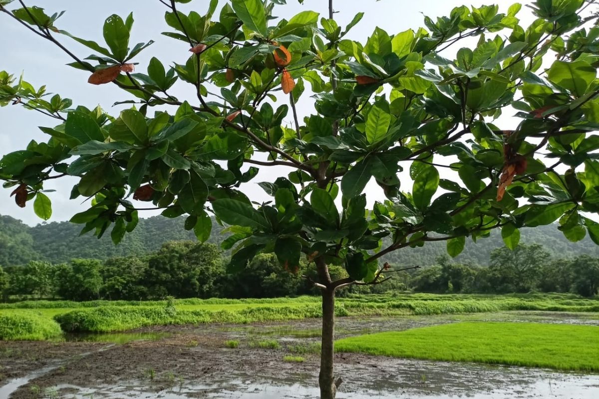 6-acre-land-for-sale-in-alibaug-saral