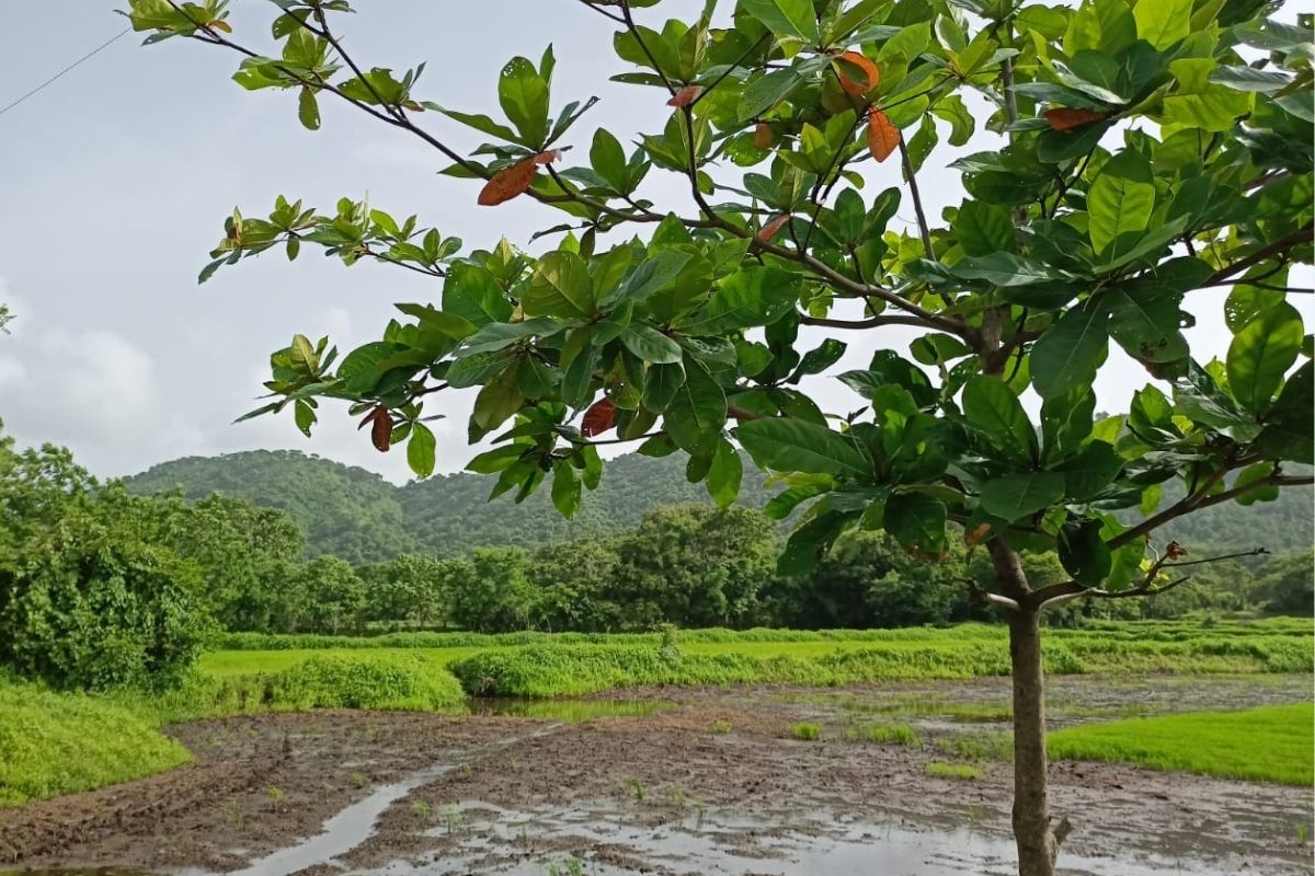 6-acre-plot-for-sale-in-alibaug