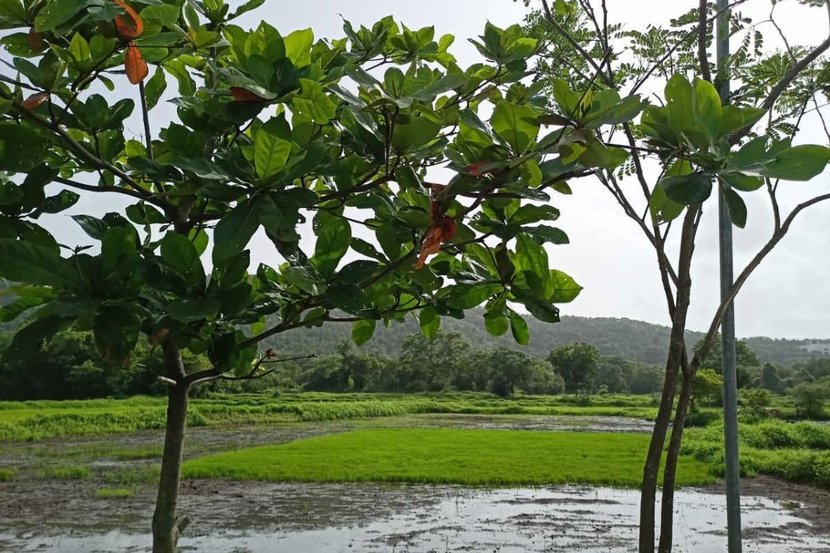 buy-property-in-alibaug-6-acre