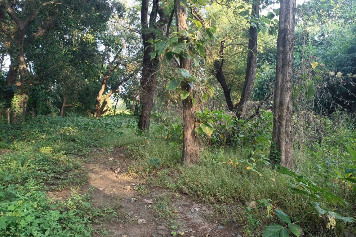 70-guntha-land-for-sale-in-alibaug