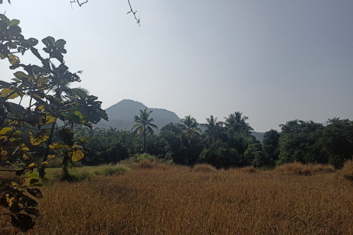 Agricultural-plot-for-sale-84-guntha