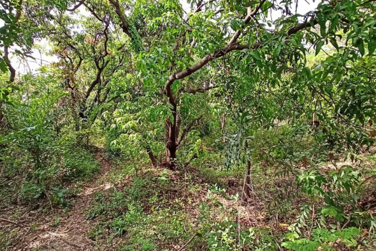 plot-for-sale-alibaug