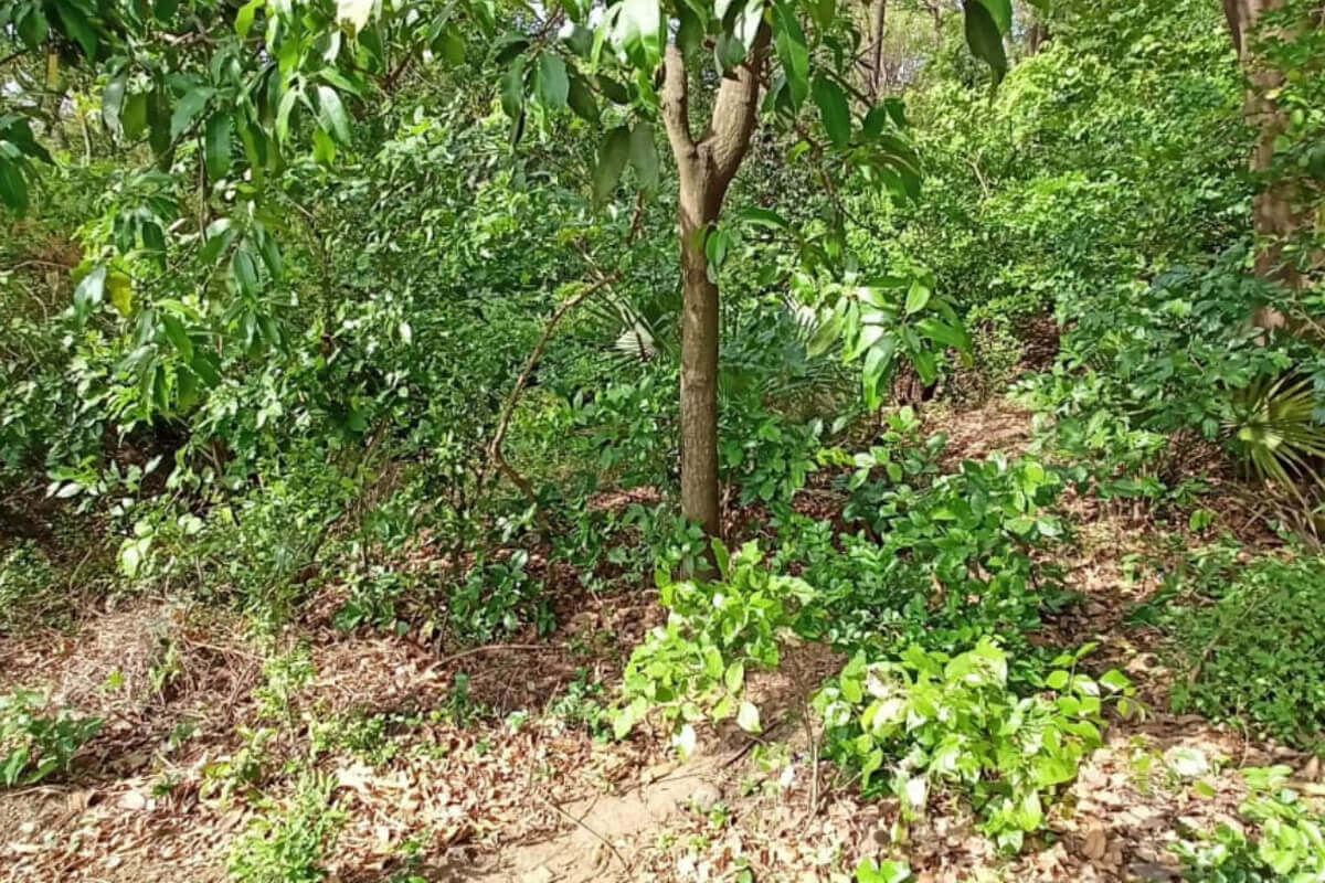 16-guntha-plot-for-sale-at-alibaug