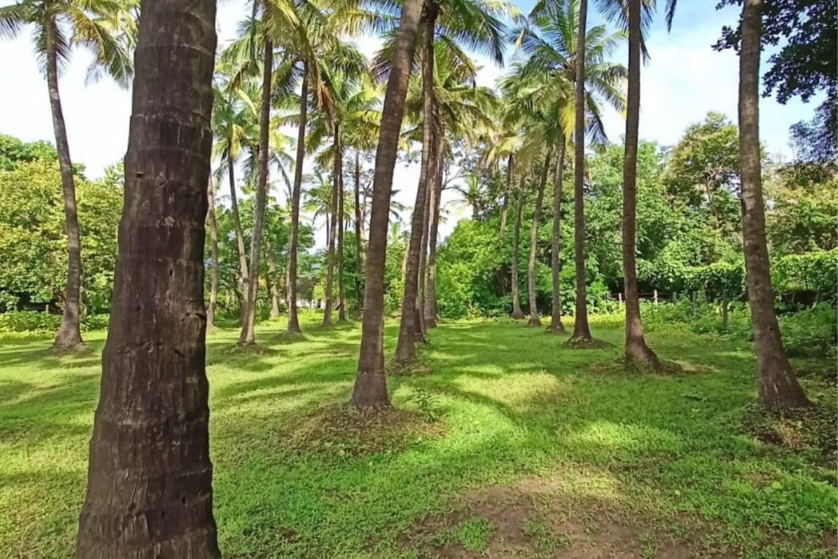 4.5-acre-plot-for-sale-at-alibaug 