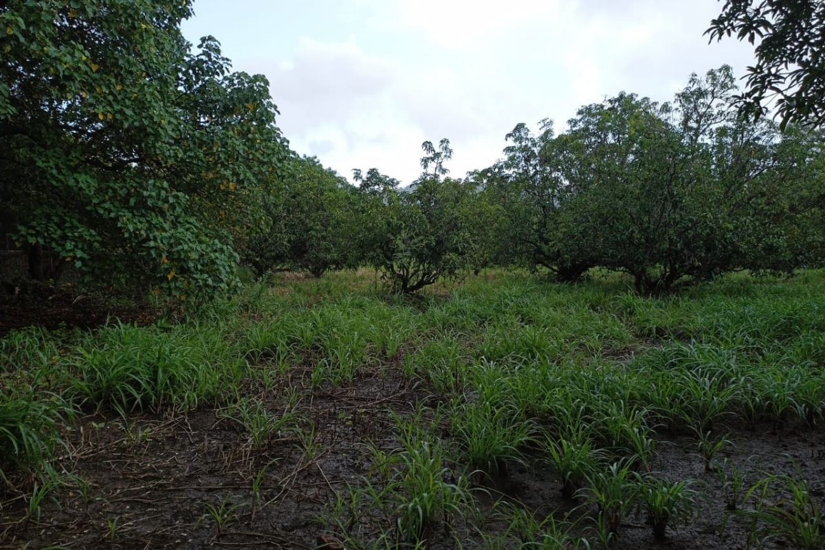 plot_for_sale_alibag_near_mandwa_jetty