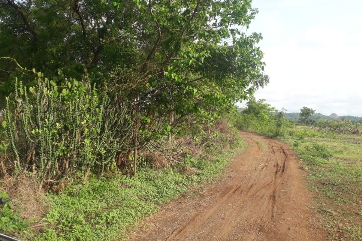 36-guntha-plot-village-road-view