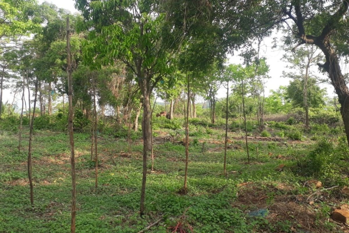 sea-touch-property-for-sale-at-alibaug