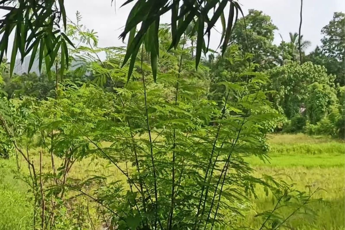 4-acre-land-for-sale-at-alibaug-saral